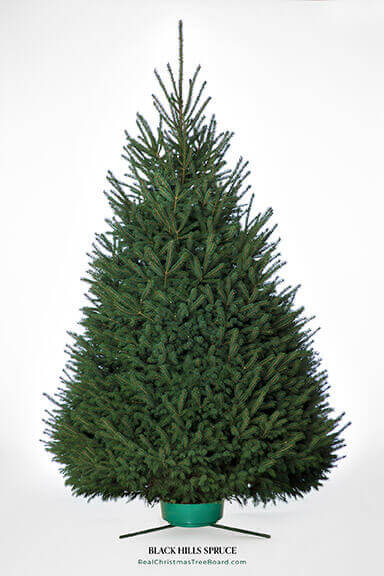Black Hills Spruce