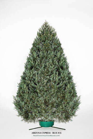 Arizona Cypress - Blue Ice