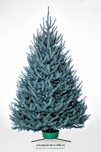 Colorado Blue Spruce