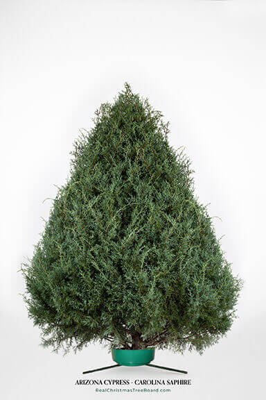 Arizona Cypress - Carolina Saphire