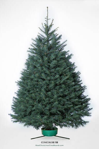 Concolor Fir
