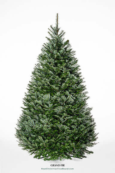 Grand Fir