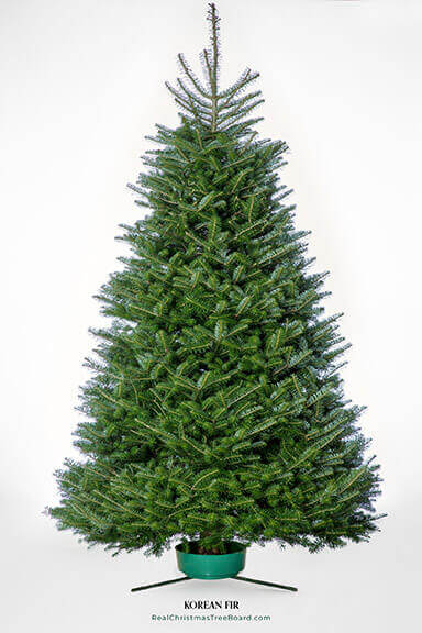 Korean Fir