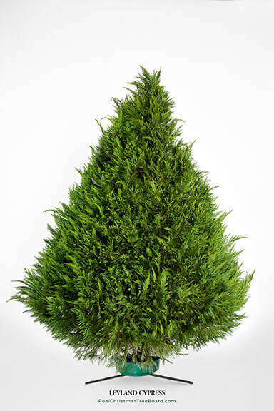 Leyland Cypress