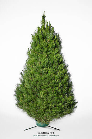Monterey Pine
