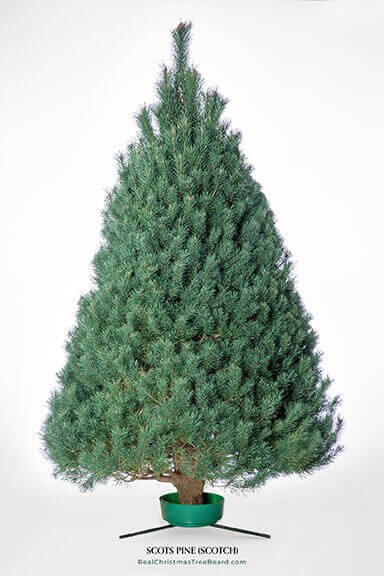 Scots Pine (Scotch)