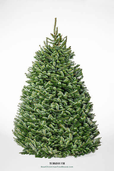 Turkish Fir