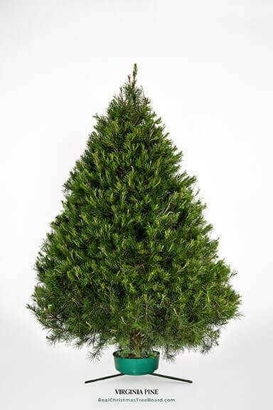 Virginia Pine